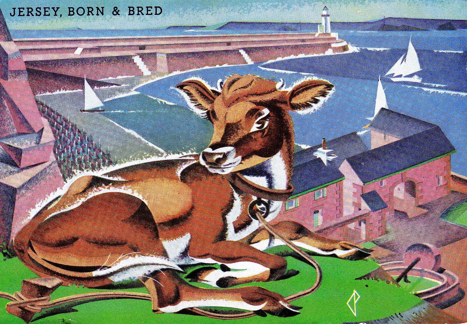 Jersey Born and Bred - post card Cow