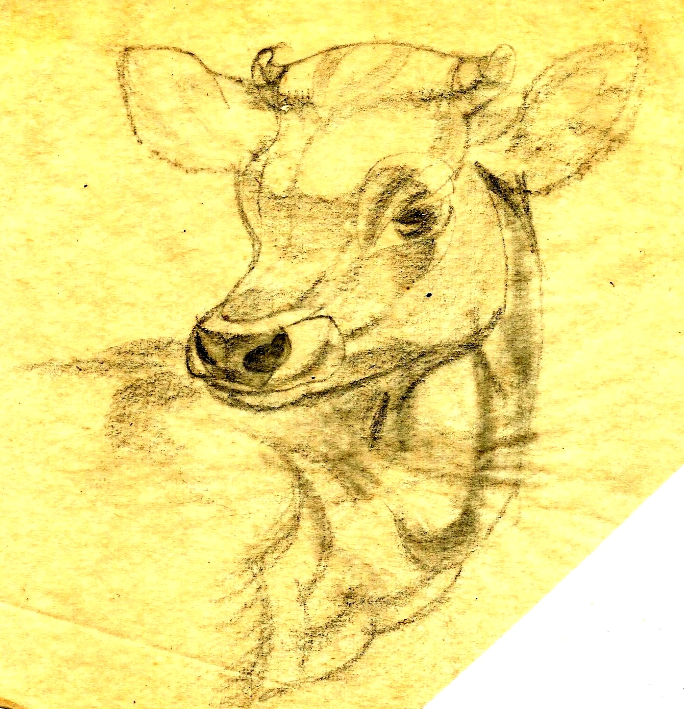 Study for 'Jersey born and bred' post card