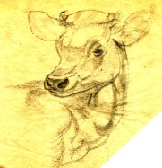 Study for 'Jersey born and bred' post card