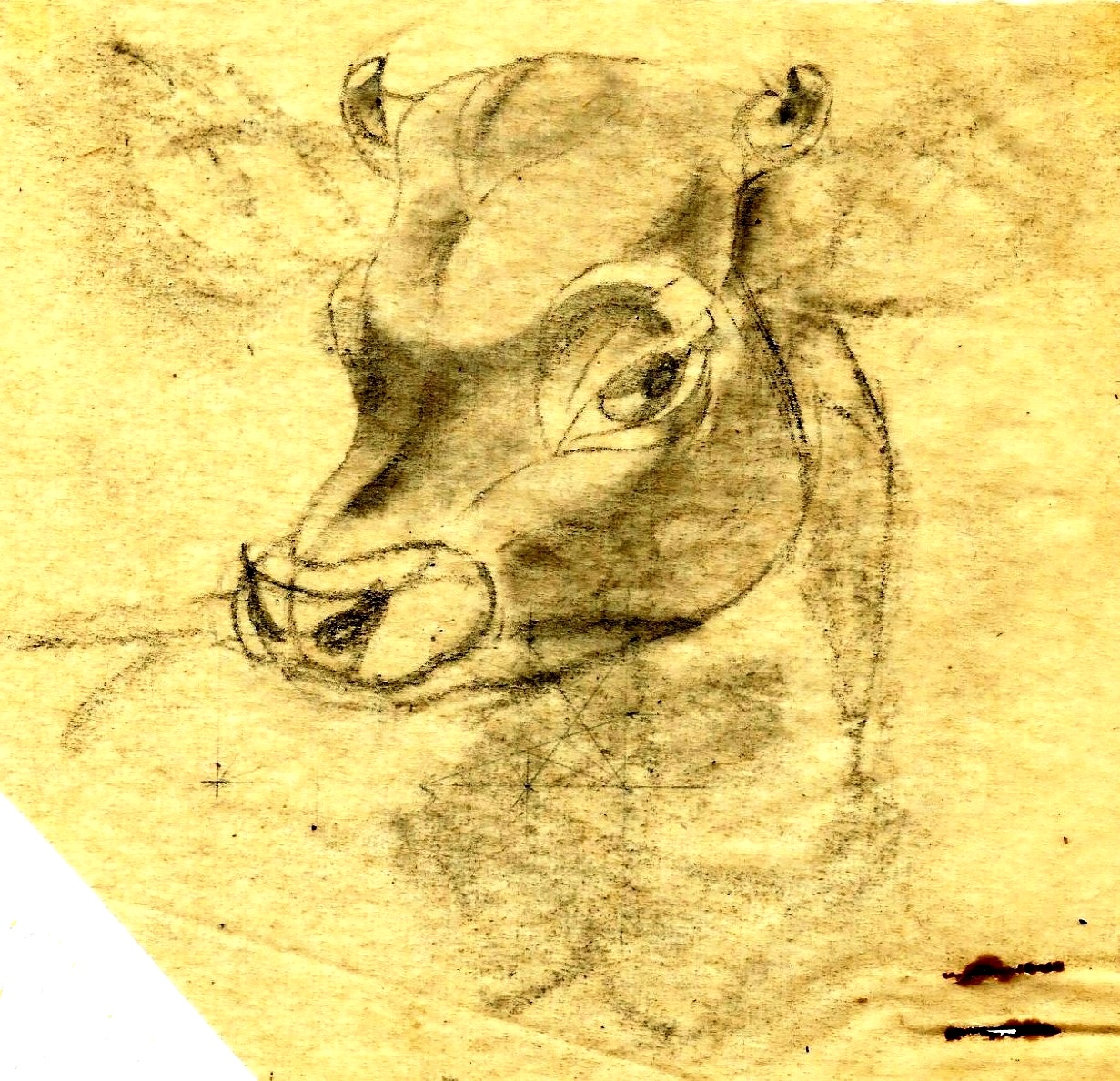 Study for 'Jersey born and bred' post card 2