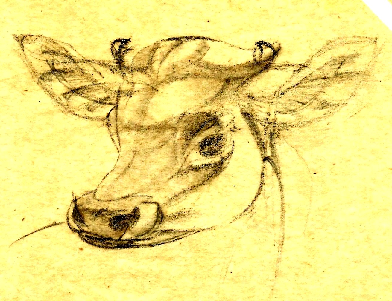 Study for 'Jersey born and bred' post card 3