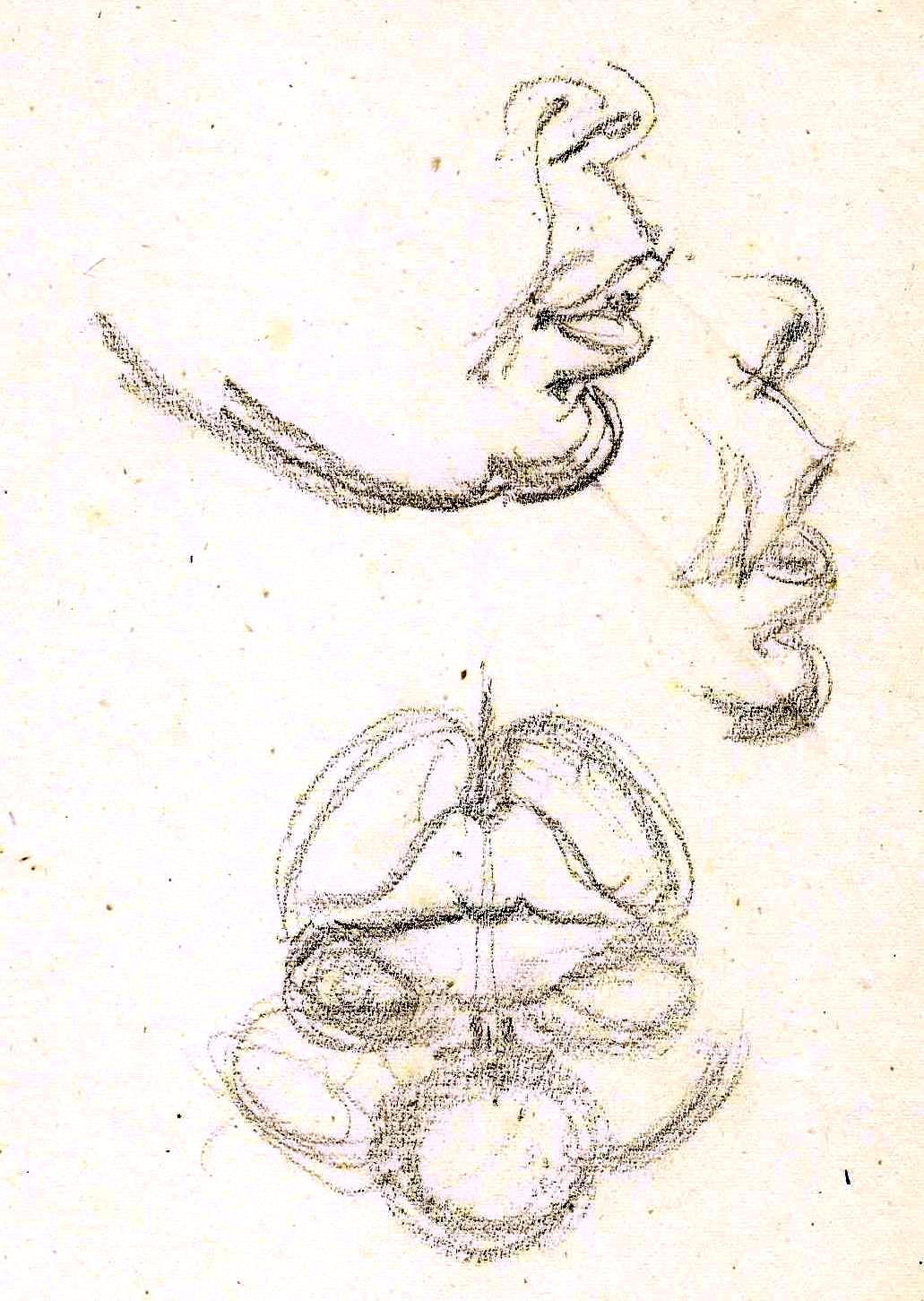 Baby face studies Paine (1)