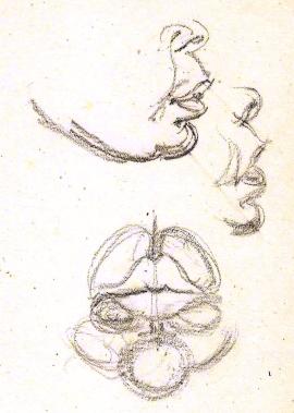 Baby face studies Paine (1)