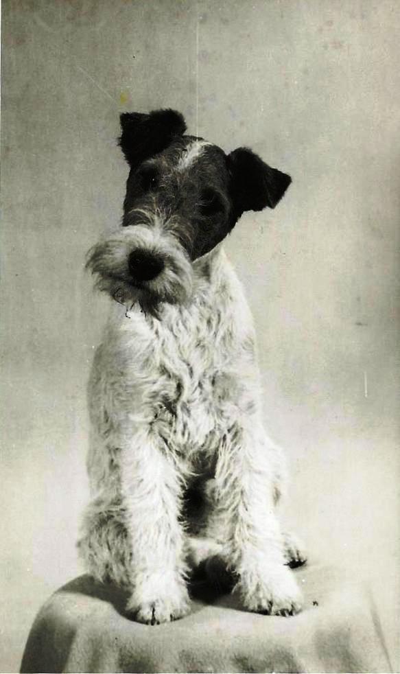 Charles Paine's dog 'Jenny'