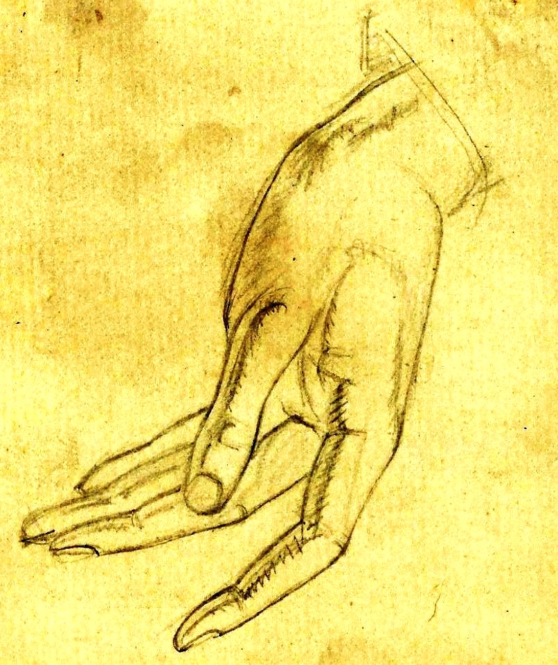 Hands pencil studies Paine (1)