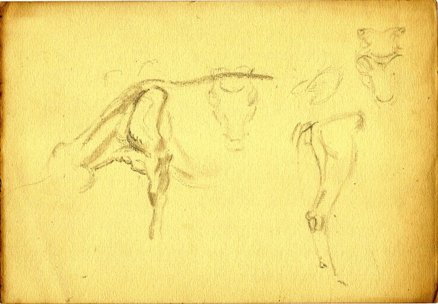Paine Cow Studies 1