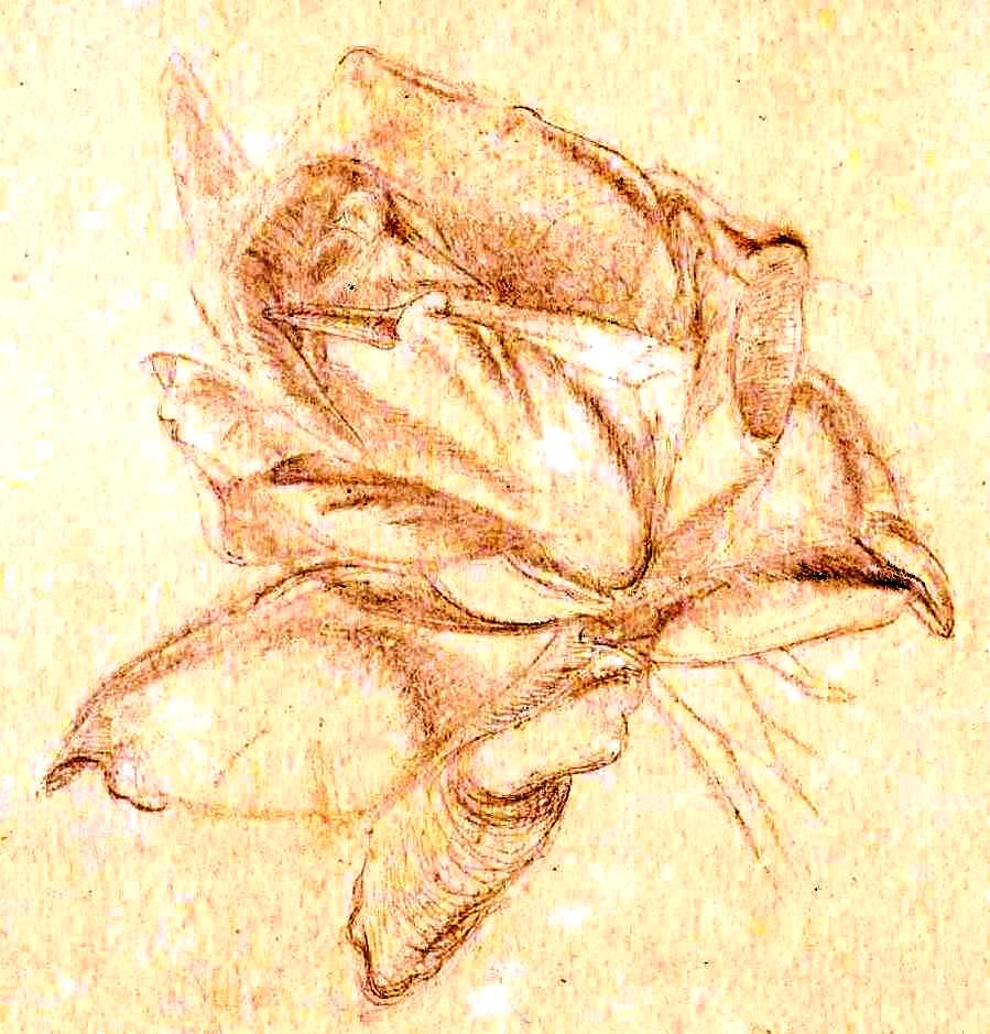 Paine Plant studies (1)