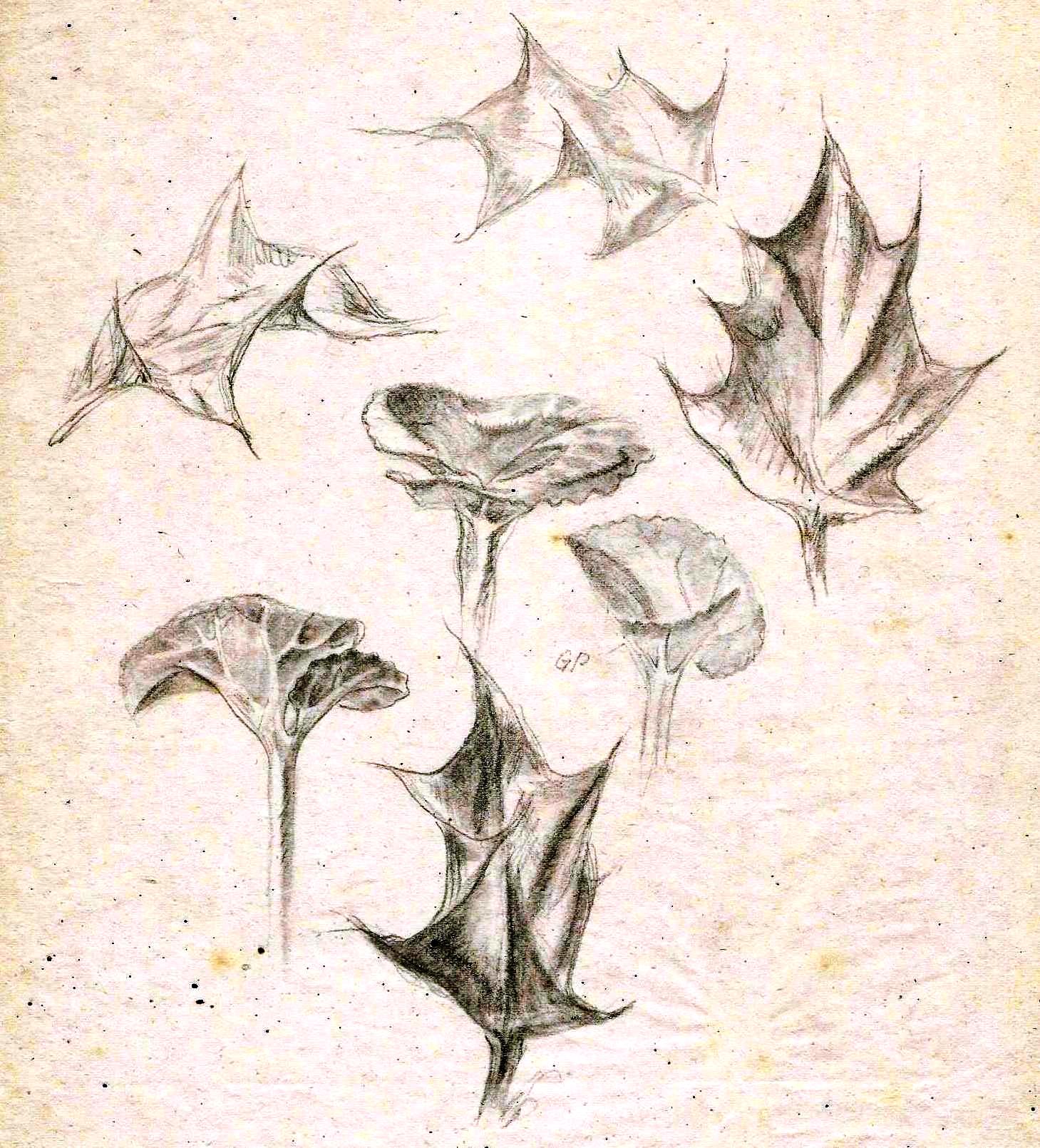 Paine Plant studies (2)