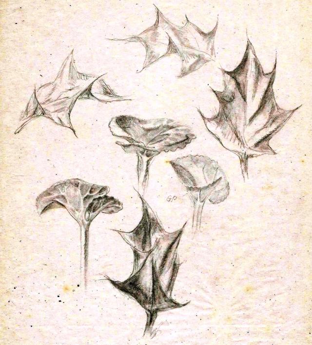 Paine Plant studies (2)