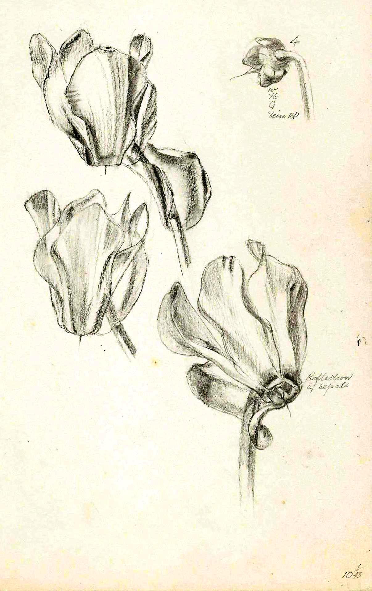 Paine Plant studies (3)