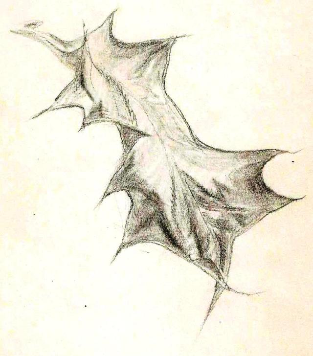 Paine Plant studies (4)